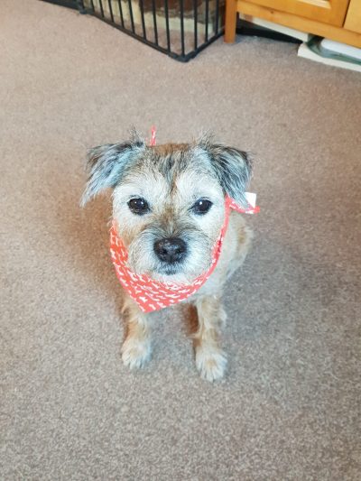 Border Terrier with red scarf sitting looking at camera