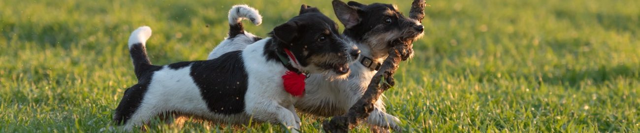 Olivia Barber - Senior Dog Trainer