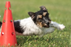 Jack Russell Terrier running round cone