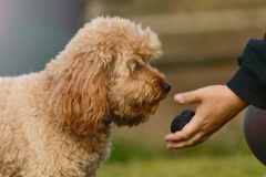 Poodle training