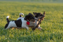 Jack Russell Terrier dogs running