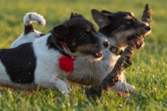 Two  Jack Russell Terriers