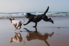 Dogs running on beach