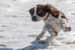 Spaniel puppy in sea