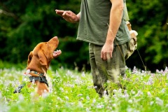 Hungarian Vizsla puppy