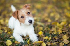 Jack Russell puppy