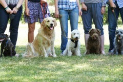 Group Of Dogs With Owners At Obedience Class