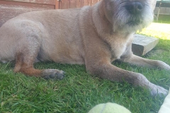 Old Border Terrier dog laying on grass with tennis ball