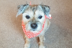 Border Terrier with red scarf sitting looking at camera