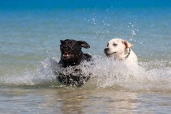 Labradors in sea