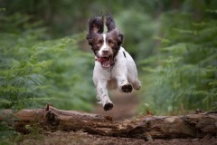 Spaniel dog jumping over fallen tree