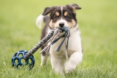 Border collie dog puppy