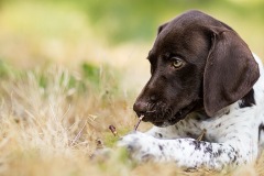 Pointer puppy