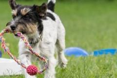 1566900478-puppy-banner